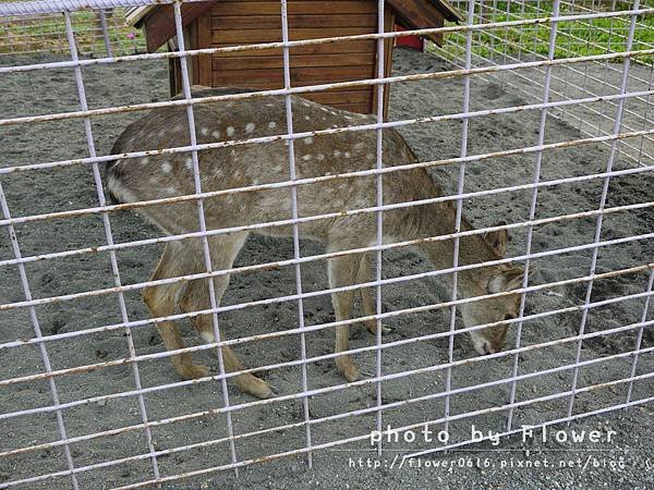 【南投│猴探井】約會聖地。星月天空景觀餐廳