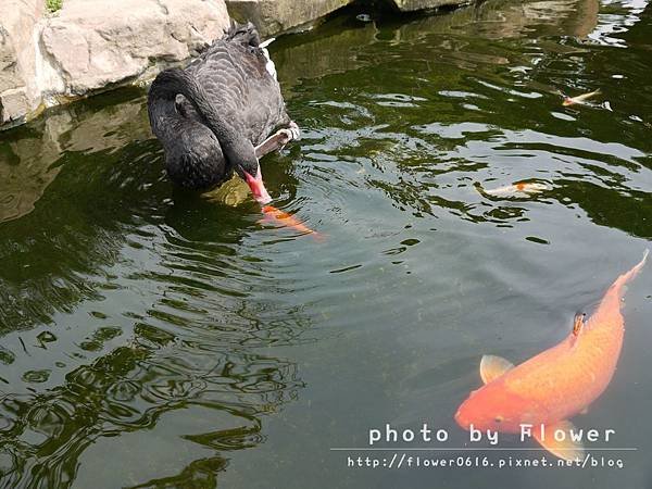 【南投│猴探井】約會聖地。星月天空景觀餐廳