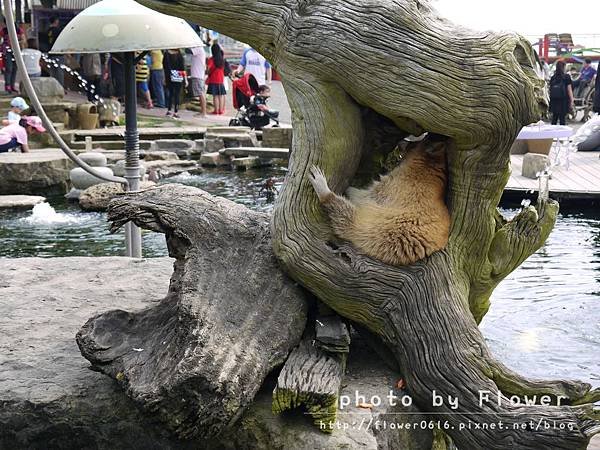 【南投│猴探井】約會聖地。星月天空景觀餐廳