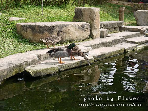 【南投│猴探井】約會聖地。星月天空景觀餐廳