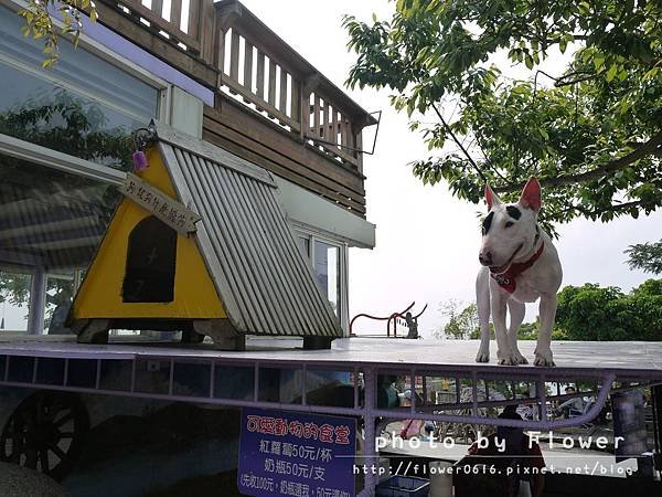 【南投│猴探井】約會聖地。星月天空景觀餐廳