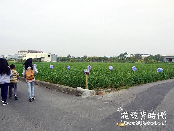 【台中│西屯】市區也能賞花海、落羽松林? 2018廣福路花海