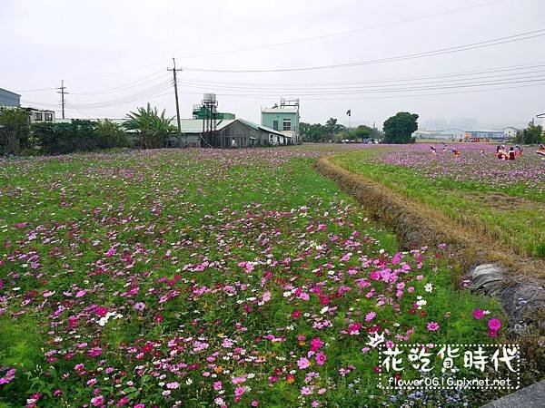 【台中│西屯】市區也能賞花海、落羽松林? 2018廣福路花海