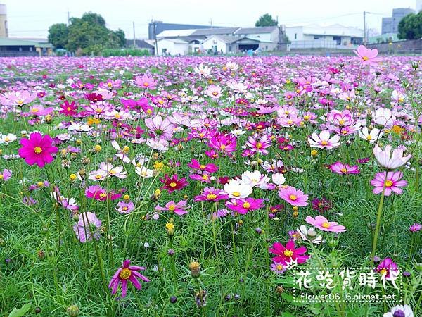 【台中│西屯】市區也能賞花海、落羽松林? 2018廣福路花海