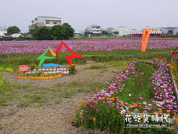 【台中│西屯】市區也能賞花海、落羽松林? 2018廣福路花海