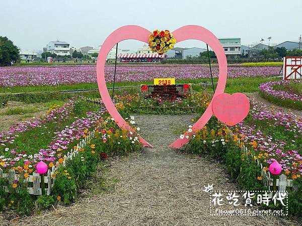 【台中│西屯】市區也能賞花海、落羽松林? 2018廣福路花海