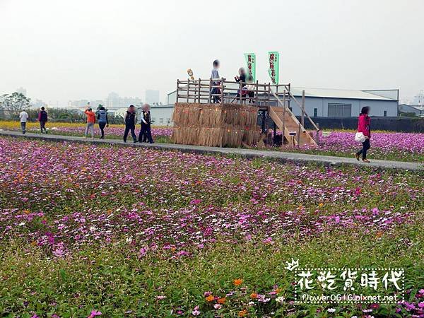 【台中│西屯】市區也能賞花海、落羽松林? 2018廣福路花海