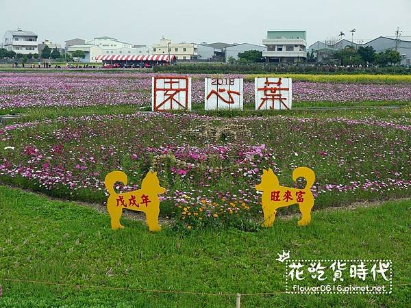 【台中│西屯】市區也能賞花海、落羽松林? 2018廣福路花海