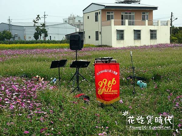 【台中│西屯】市區也能賞花海、落羽松林? 2018廣福路花海