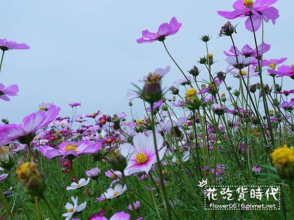 【台中│西屯】市區也能賞花海、落羽松林? 2018廣福路花海