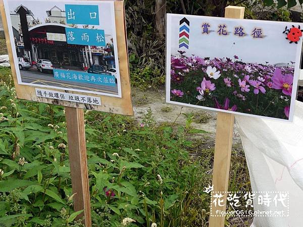 【台中│西屯】市區也能賞花海、落羽松林? 2018廣福路花海