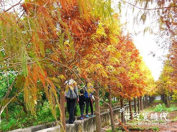 【台中│西屯】市區也能賞花海、落羽松林? 2018廣福路花海