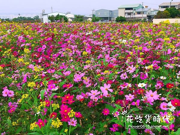 【台中│西屯】市區也能賞花海、落羽松林? 2018廣福路花海