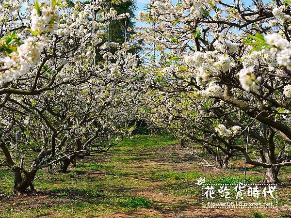 豐原公老坪李花 (8).jpg