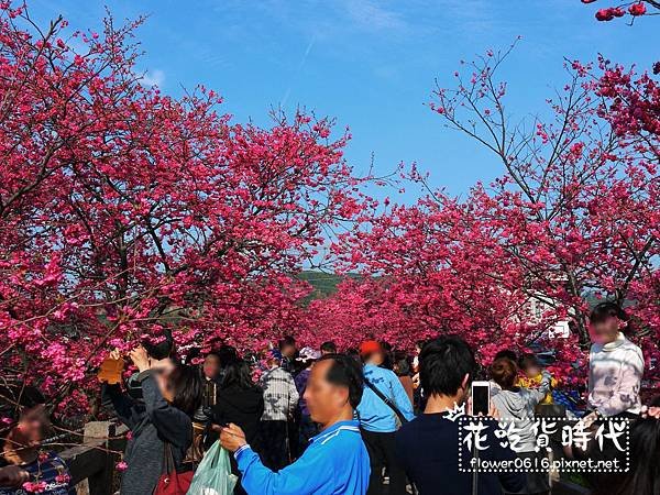 【台中│后里】櫻花大爆炸  2018泰安派出所櫻花季開跑! 