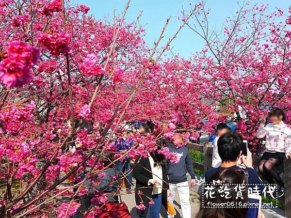 【台中│后里】櫻花大爆炸  2018泰安派出所櫻花季開跑! 