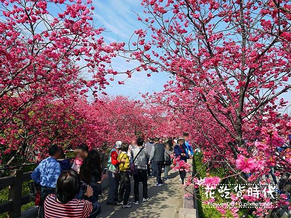 【台中│后里】櫻花大爆炸  2018泰安派出所櫻花季開跑! 