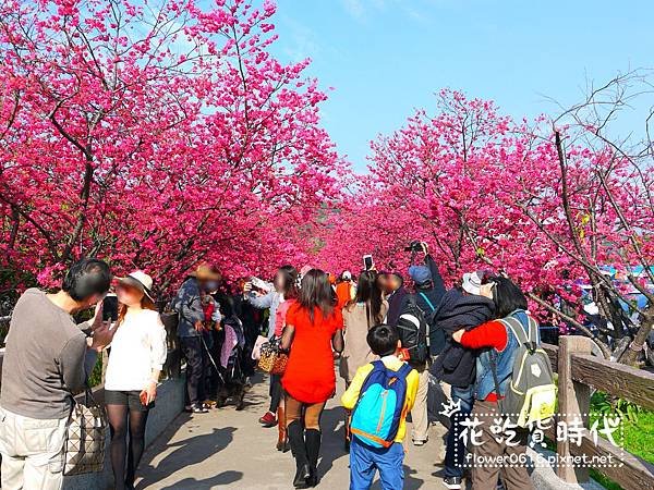 【台中│后里】櫻花大爆炸  2018泰安派出所櫻花季開跑! 