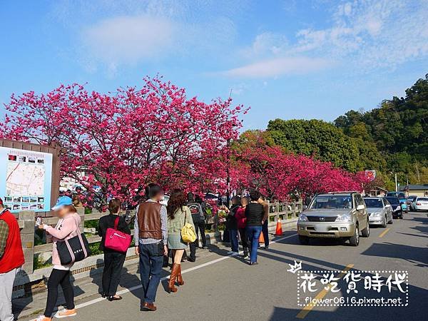 【台中│后里】櫻花大爆炸  2018泰安派出所櫻花季開跑! 