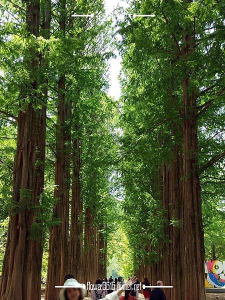 【韓國跟團DAY2】童話仙境-小瑞士村 冬季戀歌場景南怡島 