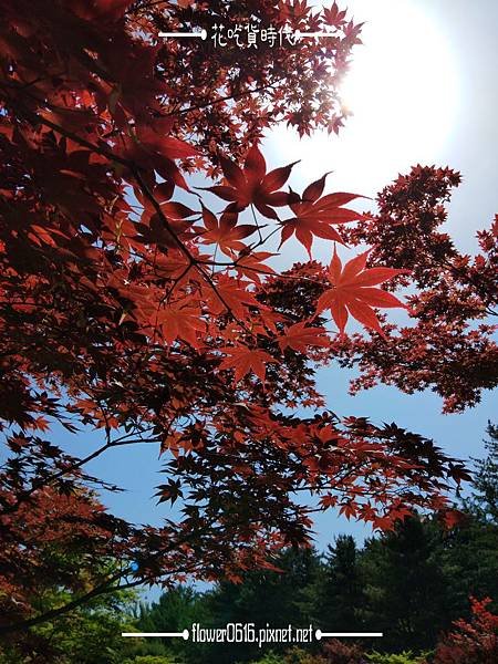 【韓國跟團DAY2】童話仙境-小瑞士村 冬季戀歌場景南怡島 