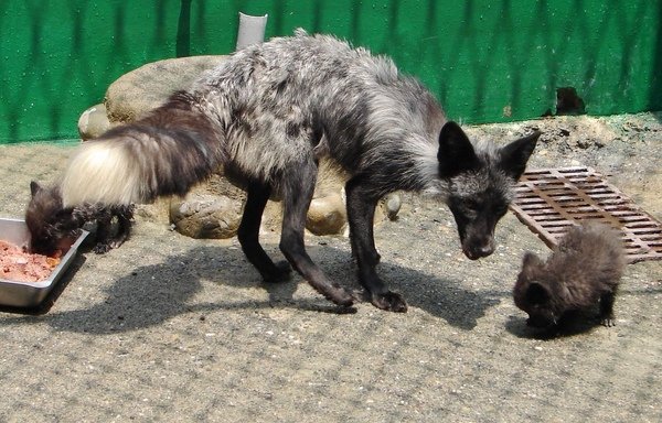 頑皮世界野生動物園於前年引進全台唯一的一對銀狐，成功克服氣候上的嚴重差異環境，最近順利產下四子，締造極地動物在亞熱帶地區復育的最成功記錄。 