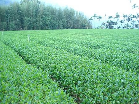 製茶實地.茶園.檢驗報告