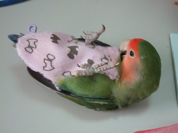 DSCF0050.JPG