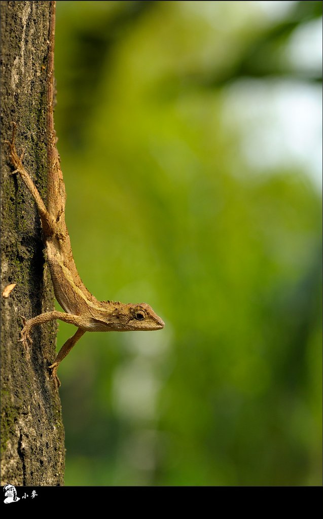 Nikon D90+micro 105mm VR 光圈f8.快門1/80秒.iso200