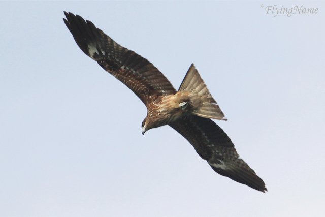 黑鳶