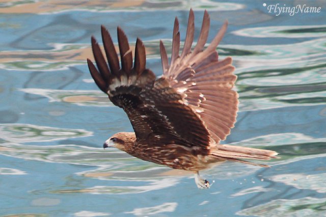 黑鳶
