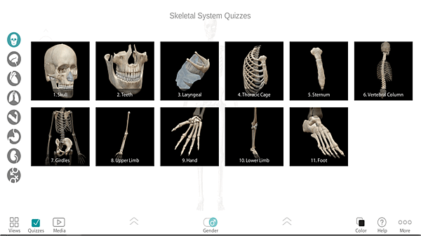 Skeletal systems Quizzes.png