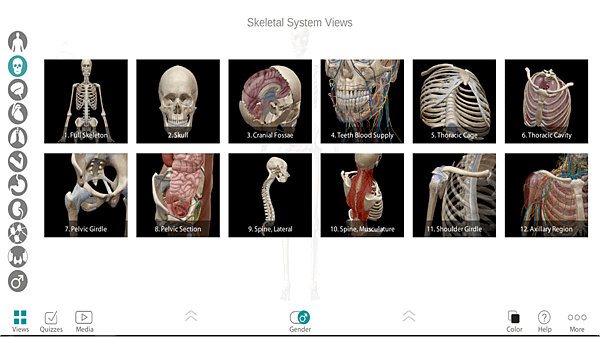 Skeletal systems view.png