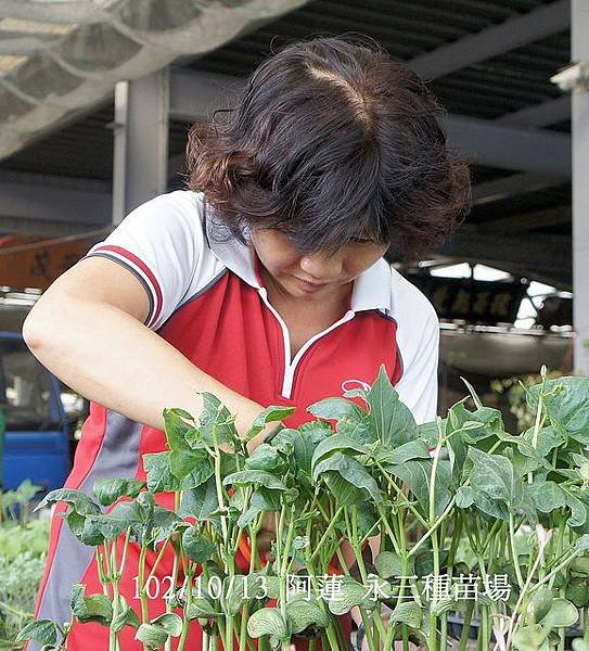 102/10/13阿蓮\永三種苗場