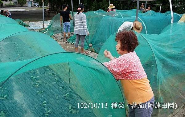 102/10/13 種菜、蕃茄(阿蓮田園)