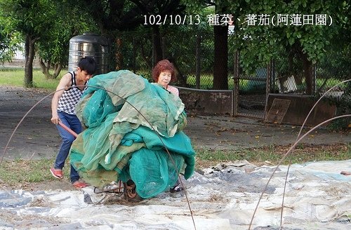 102/10/13 種菜、蕃茄(阿蓮田園)