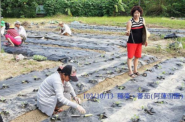 102/10/13 種菜、蕃茄(阿蓮田園)