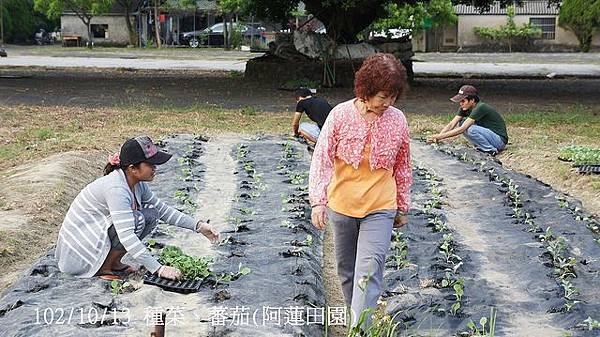 102/10/13 種菜、蕃茄(阿蓮田園)