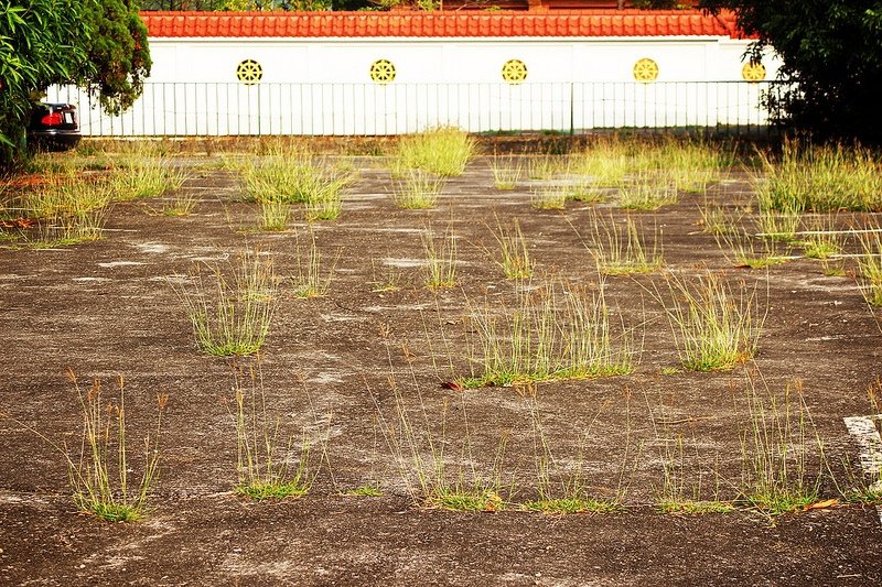 102/11/10阿蓮田園 蔬菜區