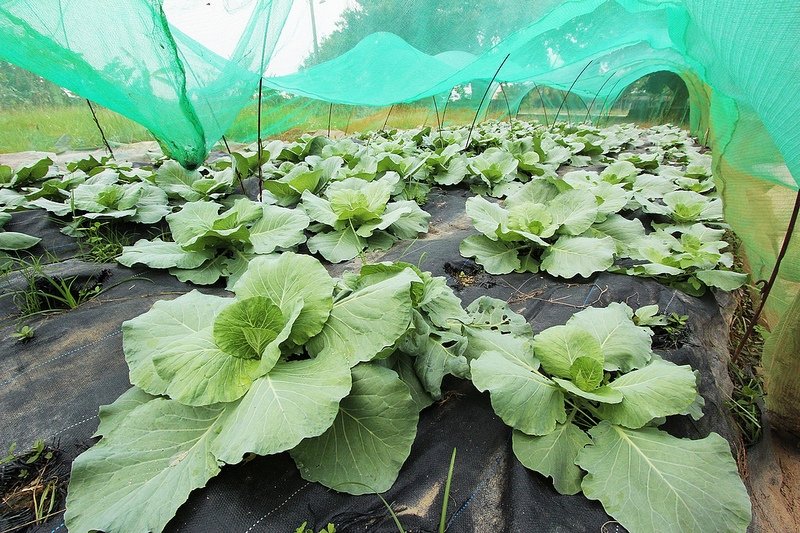 102/11/10阿蓮田園 蔬菜區