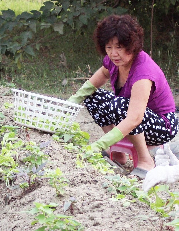 102/11/10阿蓮田園 大陸妹區