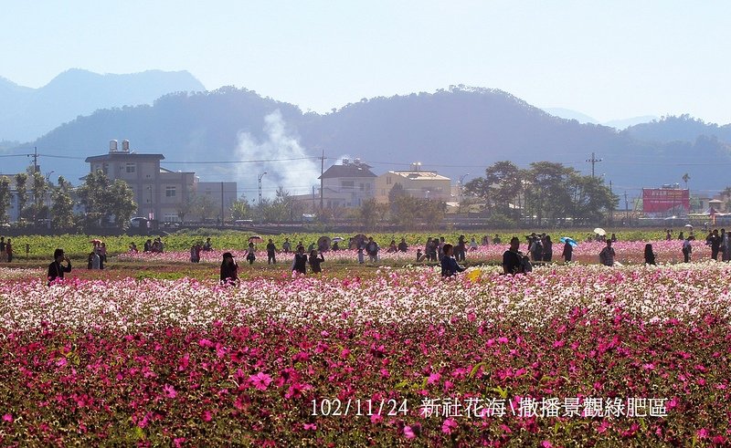 102/11/24 新社花海\撒播景觀綠肥區