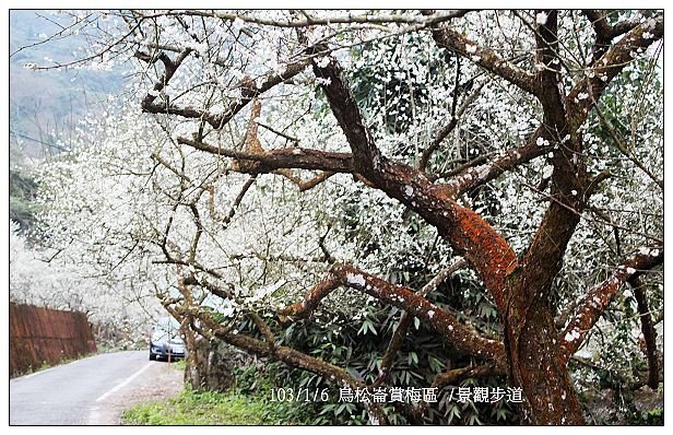 103/1/5~7 烏松崙賞梅區 /景觀步道 