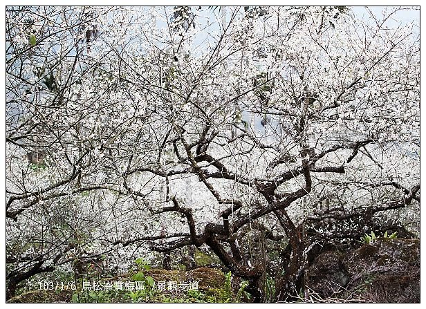 103/1/5~7 烏松崙賞梅區 /景觀步道 