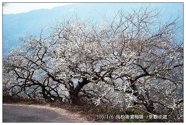 103/1/5~7 烏松崙賞梅區 /景觀步道 