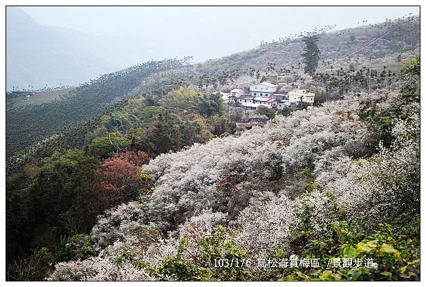 103/1/5~7 烏松崙賞梅區 /景觀步道 