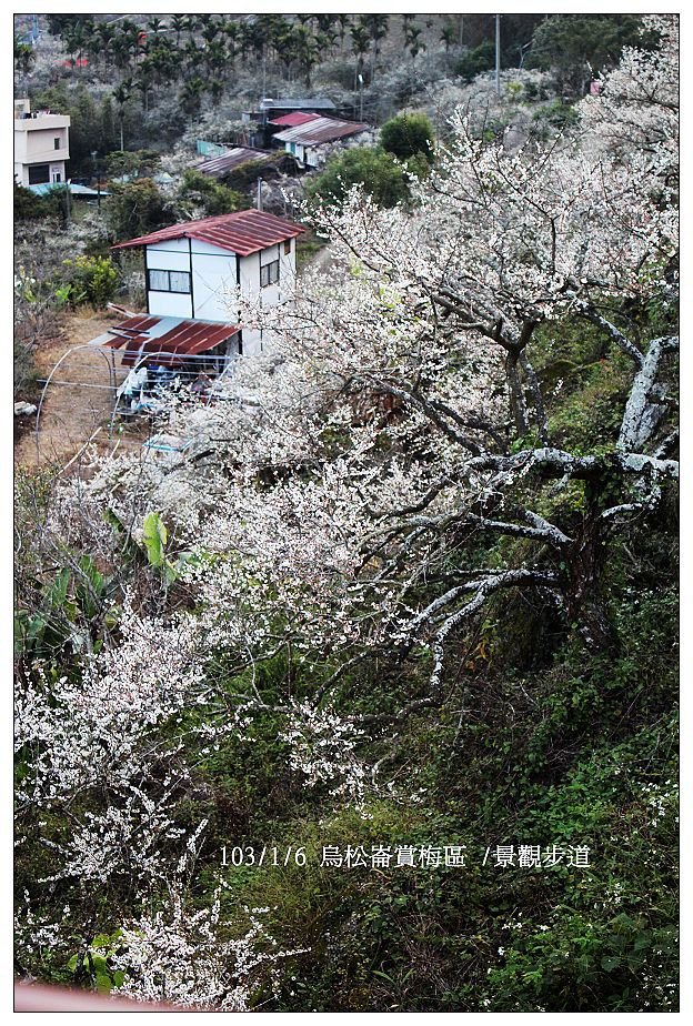 103/1/5~7 烏松崙賞梅區 /景觀步道 