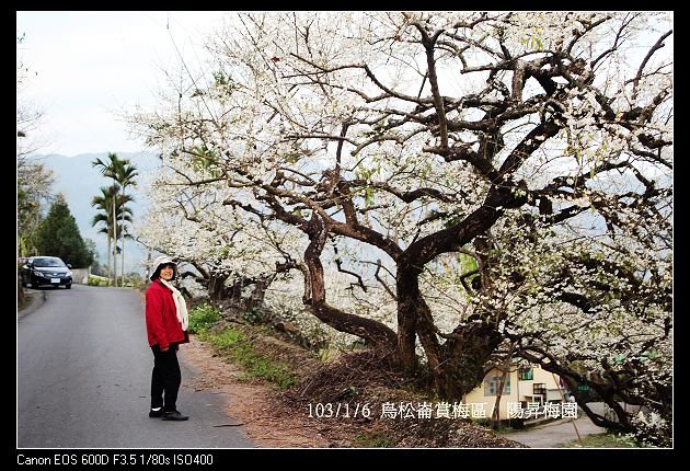 103/1/6 烏松崙賞梅區/ 陽昇梅園