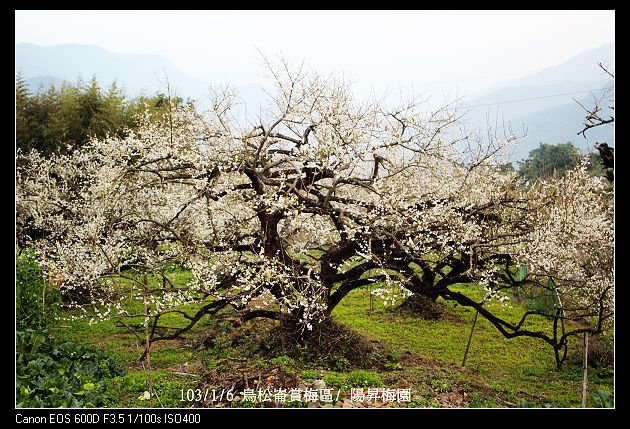 103/1/6 烏松崙賞梅區/ 陽昇梅園