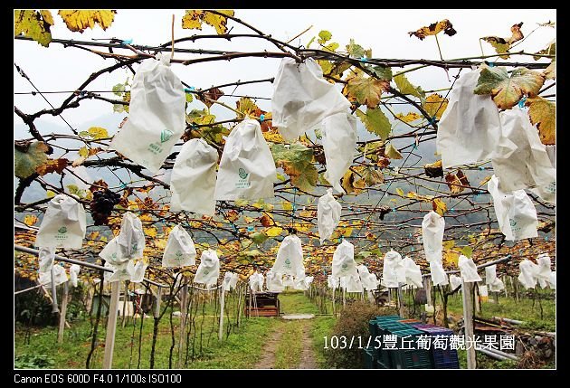 103/1/5豐丘葡萄觀光果園